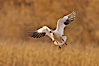 Snow goose in flight. Bosque Del Apache, Socorro, New Mexico, USA. Image #26199