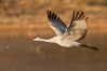 Sandhill crane in flight, wings extended. Bosque Del Apache, Socorro, New Mexico, USA. Image #26202