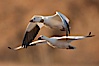 Snow goose bearing neck and leg research ID tags, in flight. Bosque Del Apache, Socorro, New Mexico, USA. Image #26209