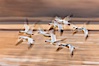 Snow geese in flight, wings are blurred in long time exposure as they are flying. Bosque Del Apache, Socorro, New Mexico, USA. Image #26211