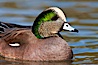 American wigeon, male. Socorro, New Mexico, USA. Image #26214