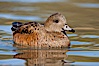 American wigeon, female. Socorro, New Mexico, USA. Image #26215