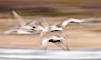 Sandhill cranes flying, wings blurred from long time exposure. Bosque Del Apache, Socorro, New Mexico, USA. Image #26216