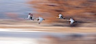 Sandhill cranes flying, wings blurred from long time exposure. Bosque Del Apache, Socorro, New Mexico, USA. Image #26225