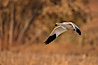 Snow goose in flight. Bosque Del Apache, Socorro, New Mexico, USA. Image #26229
