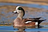 American wigeon, male. Socorro, New Mexico, USA. Image #26242