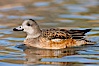 American wigeon, female. Socorro, New Mexico, USA. Image #26258