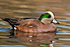 American wigeon, male. Socorro, New Mexico, USA. Image #26261