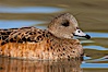 American wigeon, female. Socorro, New Mexico, USA. Image #26262