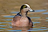 American wigeon, male. Socorro, New Mexico, USA. Image #26269