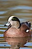 American wigeon, male. Socorro, New Mexico, USA. Image #26278