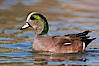 American wigeon, male. Socorro, New Mexico, USA. Image #26279