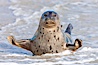 Pacific harbor seal, an sand at the edge of the sea. La Jolla, California, USA. Image #26315