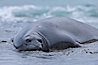 Southern elephant seal, juvenile. The southern elephant seal is the largest pinniped, and the largest member of order Carnivora, ever to have existed. It gets its name from the large proboscis (nose) it has when it has grown to adulthood. Shingle Cove, Coronation Island, South Orkney Islands, Southern Ocean. Image #26354