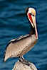 California brown pelican, showing characteristic winter plumage including red/olive throat, brown hindneck, yellow and white head colors. La Jolla, California, USA. Image #26462