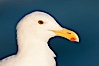 Western gull. La Jolla, California, USA. Image #26465
