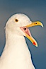 Western gull. La Jolla, California, USA. Image #26466