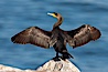 Double-crested cormorant drys its wings in the sun following a morning of foraging in the ocean, La Jolla cliffs, near San Diego. La Jolla, California, USA. Image #26529