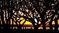 Sunset and Coral trees, San Diego Embarcadero Marina Park. San Diego, California, USA. Image #26564