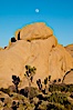 Joshua trees, a species of yucca common in the lower Colorado desert and upper Mojave desert ecosystems. Joshua Tree National Park, California, USA. Image #26724