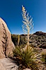 Parry's Nolina, or Giant Nolina, a flowering plant native to southern California and Arizona founds in deserts and mountains to 6200'. It can reach 6' in height with its flowering inflorescence reaching 12'. Joshua Tree National Park, California, USA. Image #26725