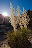 Parry's Nolina, or Giant Nolina, a flowering plant native to southern California and Arizona founds in deserts and mountains to 6200'. It can reach 6' in height with its flowering inflorescence reaching 12'. Joshua Tree National Park, California, USA. Image #26727
