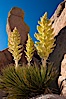 Parry's Nolina, or Giant Nolina, a flowering plant native to southern California and Arizona founds in deserts and mountains to 6200'. It can reach 6' in height with its flowering inflorescence reaching 12'. Joshua Tree National Park, California, USA. Image #26736