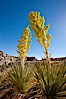 Parry's Nolina, or Giant Nolina, a flowering plant native to southern California and Arizona founds in deserts and mountains to 6200'. It can reach 6' in height with its flowering inflorescence reaching 12'. Joshua Tree National Park, California, USA. Image #26746