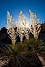 Parry's Nolina, or Giant Nolina, a flowering plant native to southern California and Arizona founds in deserts and mountains to 6200'. It can reach 6' in height with its flowering inflorescence reaching 12'. Joshua Tree National Park, California, USA. Image #26754