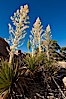 Parry's Nolina, or Giant Nolina, a flowering plant native to southern California and Arizona founds in deserts and mountains to 6200'. It can reach 6' in height with its flowering inflorescence reaching 12'. Joshua Tree National Park, California, USA. Image #26758