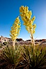 Parry's Nolina, or Giant Nolina, a flowering plant native to southern California and Arizona founds in deserts and mountains to 6200'. It can reach 6' in height with its flowering inflorescence reaching 12'. Joshua Tree National Park, California, USA. Image #26759