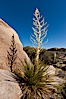Parry's Nolina, or Giant Nolina, a flowering plant native to southern California and Arizona founds in deserts and mountains to 6200'. It can reach 6' in height with its flowering inflorescence reaching 12'. Joshua Tree National Park, California, USA. Image #26768