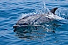 Bottlenose dolphin, breaching the surface of the ocean, offshore of San Diego. San Diego, California, USA. Image #26805