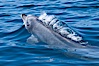 Bottlenose dolphin, bubbles forming in its exhalation just below the surface of the ocean, offshore of San Diego. San Diego, California, USA. Image #26806