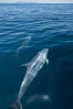 Bottlenose dolphin, swimming just below the surface of the glassy ocean, offshore of San Diego. California, USA. Image #26807