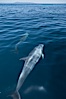Bottlenose dolphin, swimming just below the surface of the glassy ocean, offshore of San Diego. San Diego, California, USA. Image #26807
