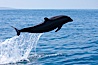 Bottlenose dolphin, leaping over the surface of the ocean, offshore of San Diego. San Diego, California, USA. Image #26808
