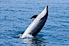 Bottlenose dolphin, leaping over the surface of the ocean, offshore of San Diego. San Diego, California, USA. Image #26809