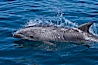 Bottlenose dolphin, breaching the surface of the ocean, offshore of San Diego. San Diego, California, USA. Image #26813