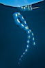 Colonial planktonic pelagic tunicate, adrift in the open ocean, forms rings and chains as it drifts with ocean currents. San Diego, California, USA. Image #26819