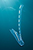 Pelagic tunicate reproduction, large single salp produces a chain of smaller salps as it reproduces while adrift on the open ocean. San Diego, California, USA. Image #26820