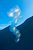 Colonial planktonic pelagic tunicate, adrift in the open ocean, forms rings and chains as it drifts with ocean currents. San Diego, California, USA. Image #26822