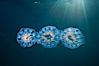Colonial planktonic pelagic tunicate, adrift in the open ocean, forms rings and chains as it drifts with ocean currents. San Diego, California, USA. Image #26823