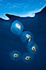 Colonial planktonic pelagic tunicate, adrift in the open ocean, forms rings and chains as it drifts with ocean currents. San Diego, California, USA. Image #26824