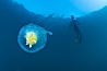 Fried-egg jellyfish, drifting through the open ocean. San Diego, California, USA. Image #26846
