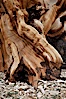 Ancient bristlecone pine tree, rising from arid, dolomite-rich slopes of the Patriarch Grove in the White Mountains at an elevation of 11,000 above sea level. White Mountains, Inyo National Forest, California, USA. Image #26980