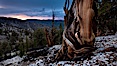 Sunset over Patriarch Grove and White Mountains.  An ancient bristlecone pine tree at sunset. White Mountains, Inyo National Forest, California, USA. Image #26981