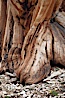 Ancient bristlecone pine tree, rising from arid, dolomite-rich slopes of the Patriarch Grove in the White Mountains at an elevation of 11,000 above sea level. White Mountains, Inyo National Forest, California, USA. Image #26987