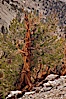 Ancient bristlecone pine tree, rising from arid, dolomite-rich slopes of the Patriarch Grove in the White Mountains at an elevation of 11,000 above sea level. White Mountains, Inyo National Forest, California, USA. Image #26988