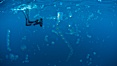Freediving photographer in a cloud of salps, gelatinous zooplankton that drifts with open ocean currents. San Diego, California, USA. Image #27012